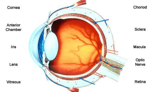 The internal Eye