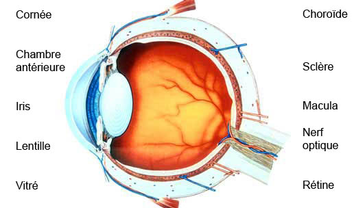 Soin de l'œil eye diagram color 